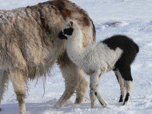 llama with pneumonia, llama with frostbite