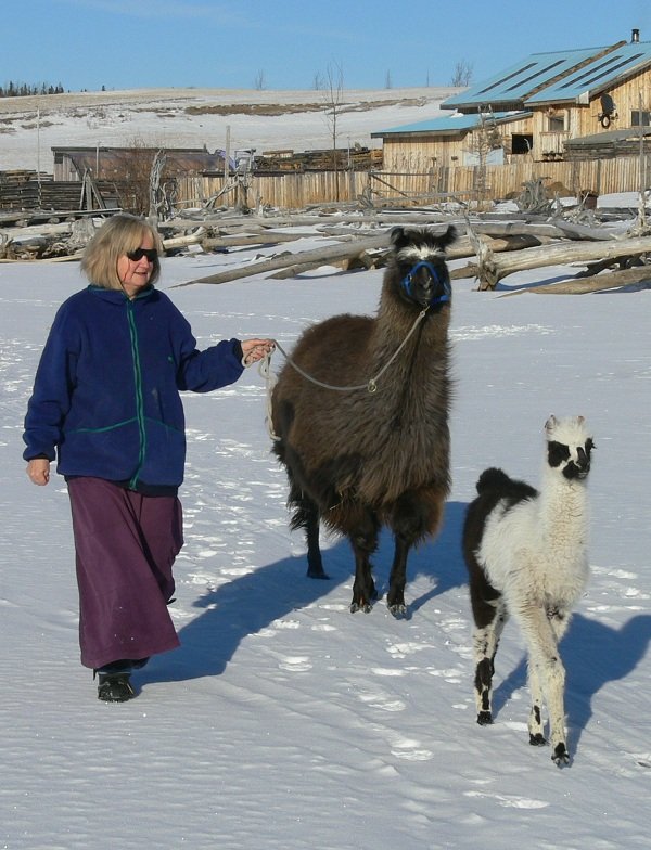 winter llama trekking, walking with llamas