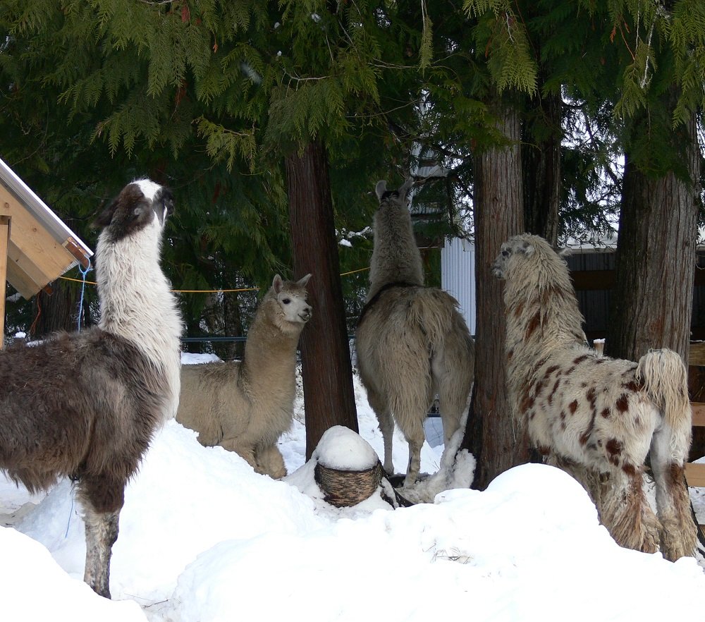 male llamas fighting to be herd sire