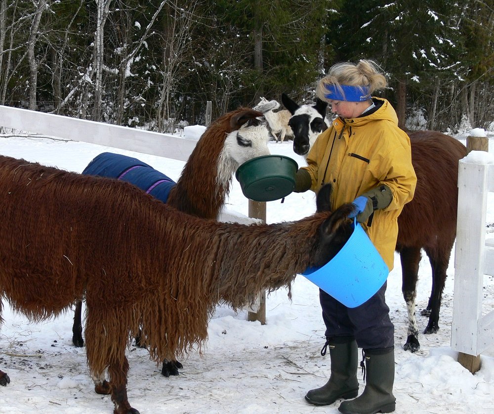 feeding oats llamas, llama text