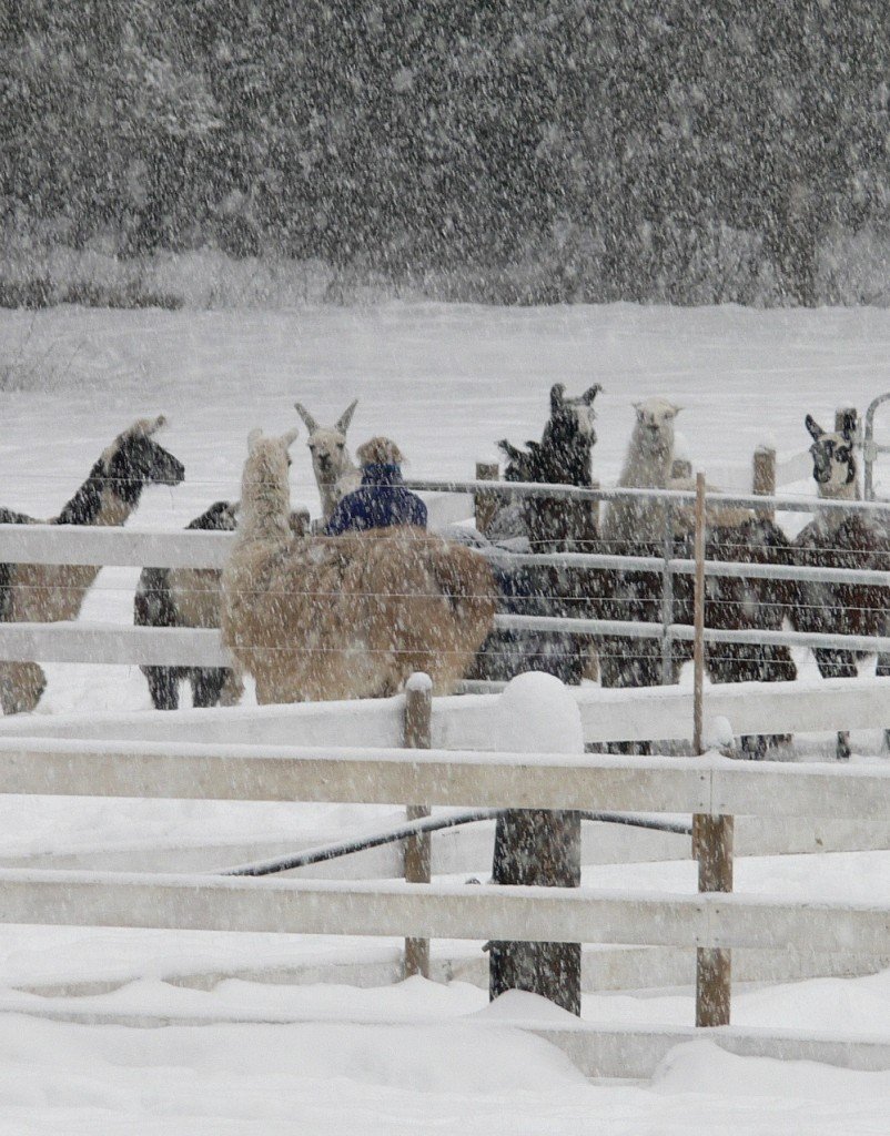 heavy snow, llamas, feeding