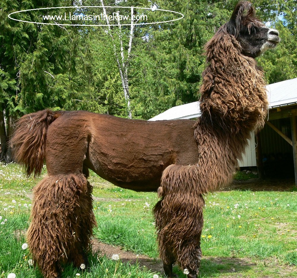 fiber llama after shearing