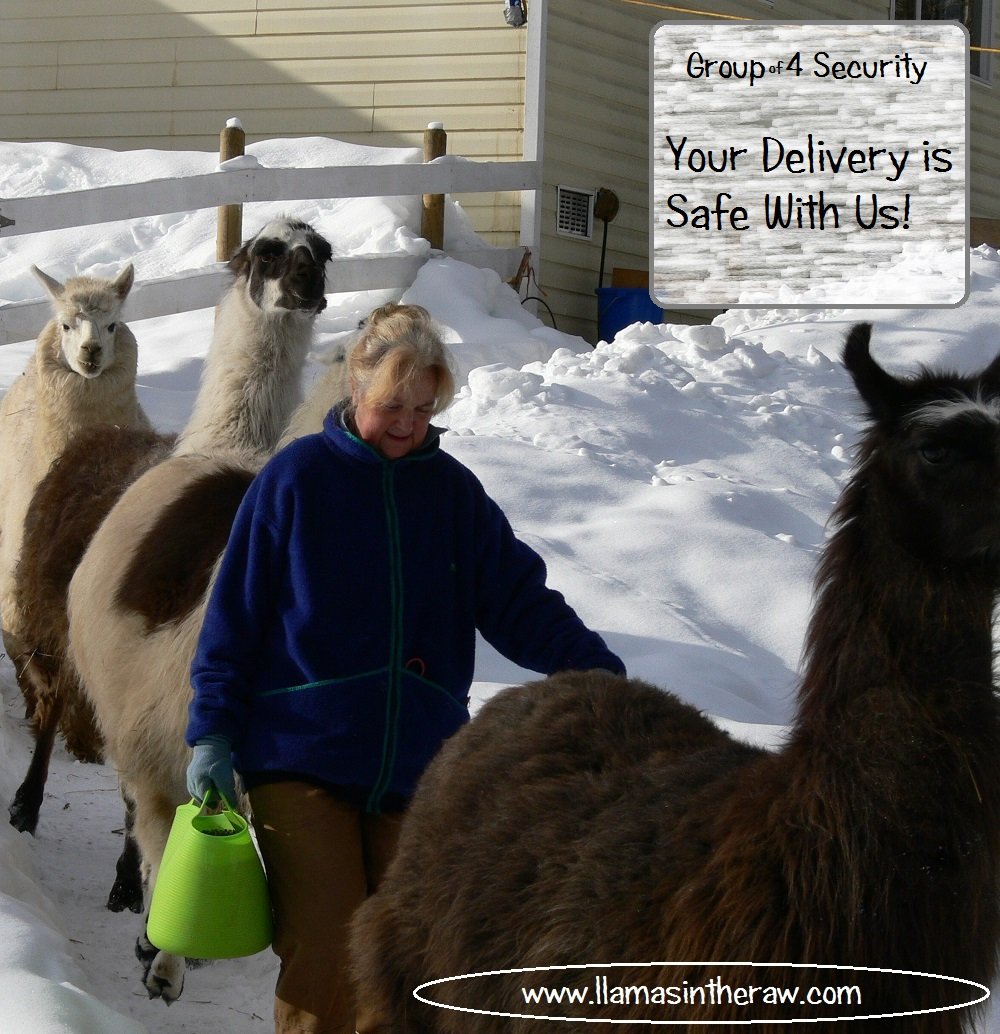 llama security force, cold weather feed for llamas and alpacas