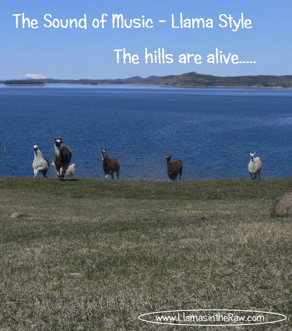 sound of music llama style, the hills are alive with llamas