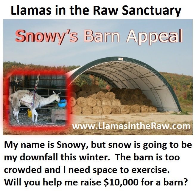 clearspan barn for llama rescue