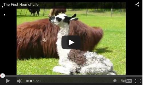 daily life at the llama sanctuary