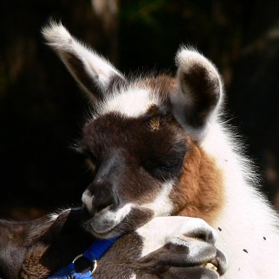 abandoned baby llama rescued
