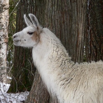 The Llama Sanctuary finding forever homes for llamas in need