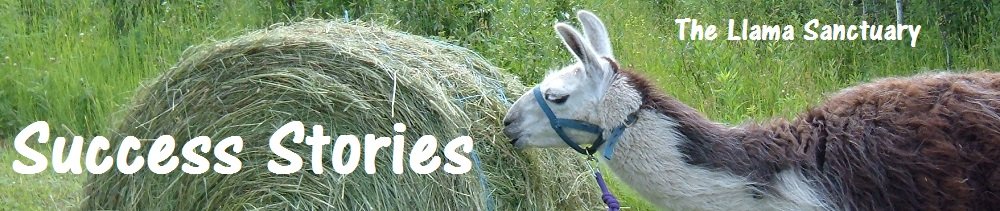 stories of successful llama rescues and placements