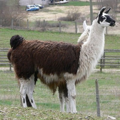 The Llama Sanctuary finding new homes for llamas in need