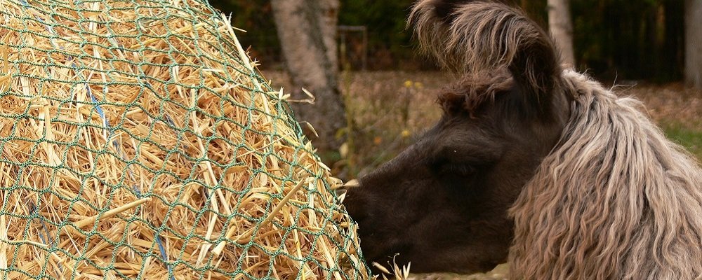 llama eating hay from a net