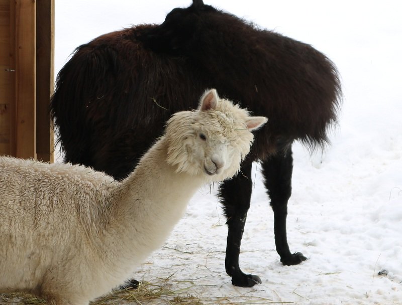 winter icicles at The Llama Sanctuary