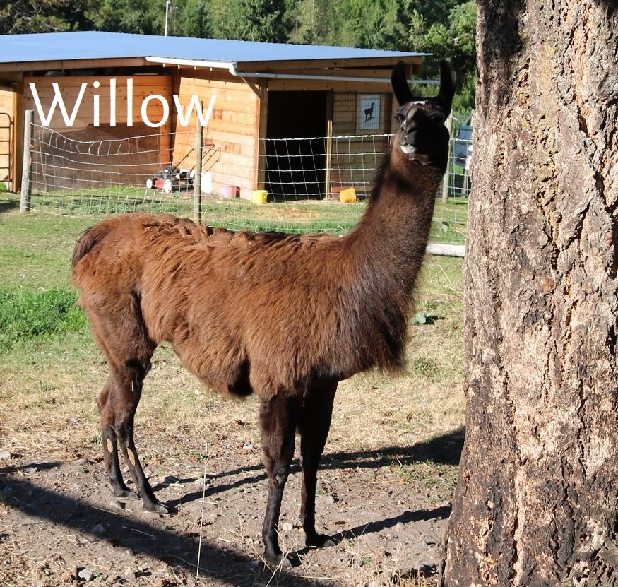 Llama Willow newly arrived at The Llama sanctuary August 2020