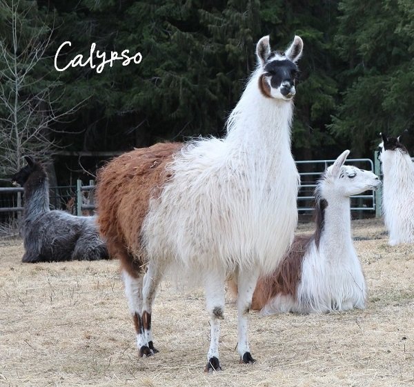 Beautiful llama Calypso was a baby when she was rescued from the forest