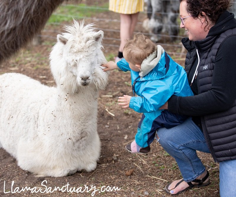 the gentle touch of a baby on the face of a blind alpaca