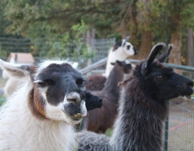 llamas waiting at a gate