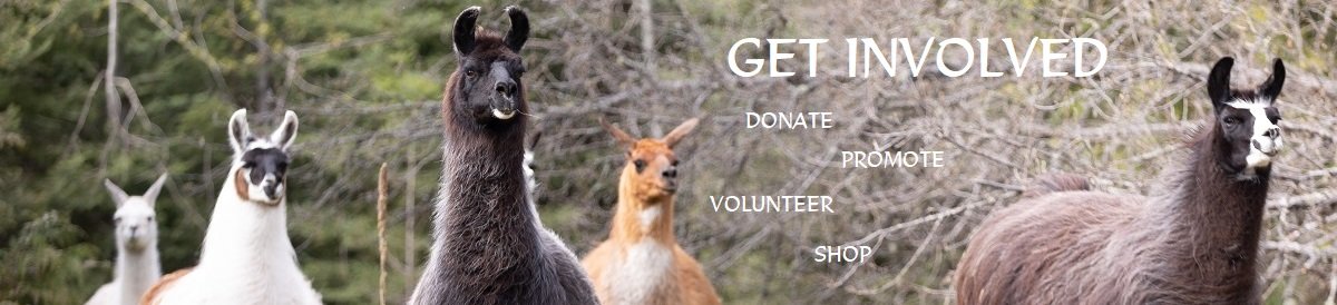 get involved with The Llama Sanctuary