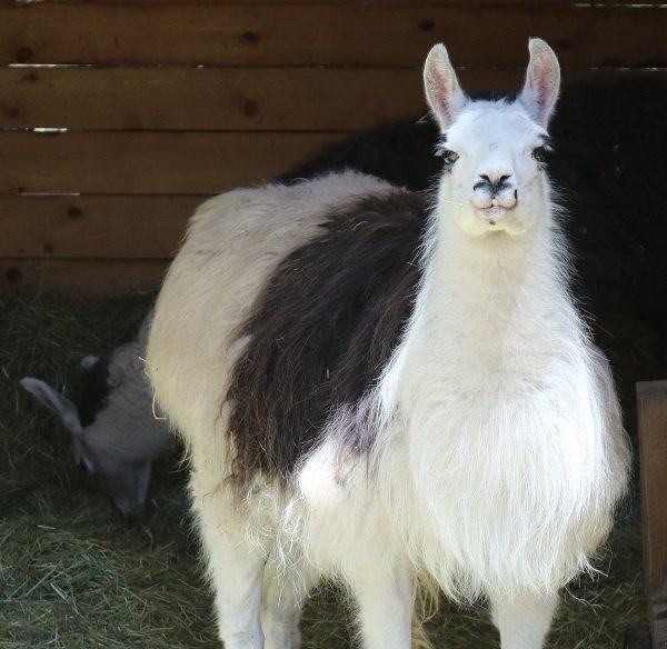 Juno, ccara llama at The Llama Sanctuary, rescued 2021