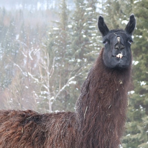 Toby, ccara llama on a misty snowy day