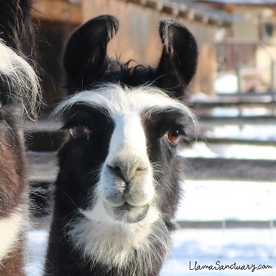 Bella retired llama at The Llama Sanctuary