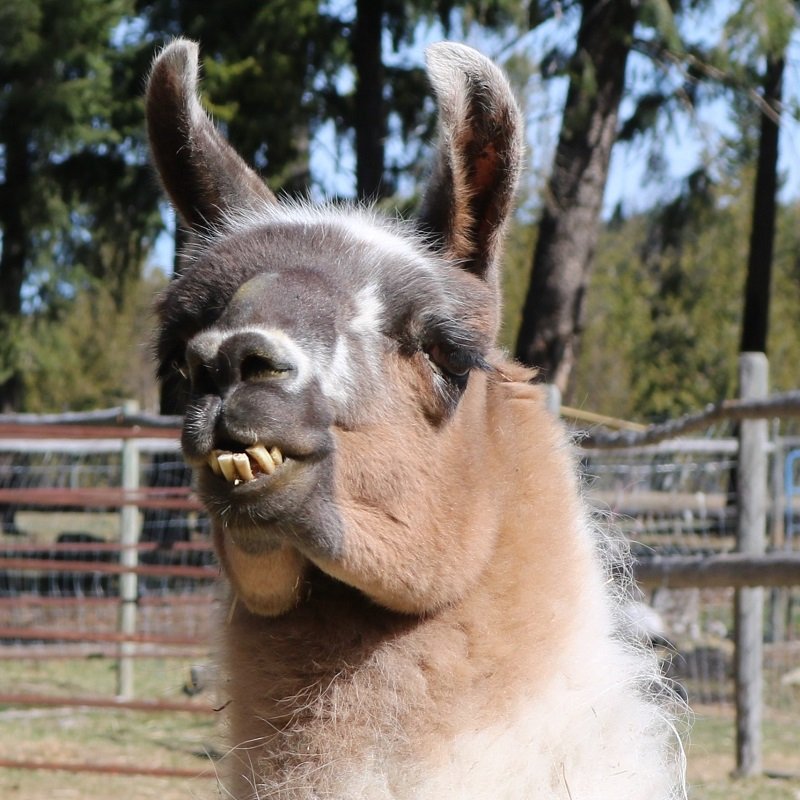 Help Brownie raise his portion of expenses of relocating The Llama Sanctuary by donating today!