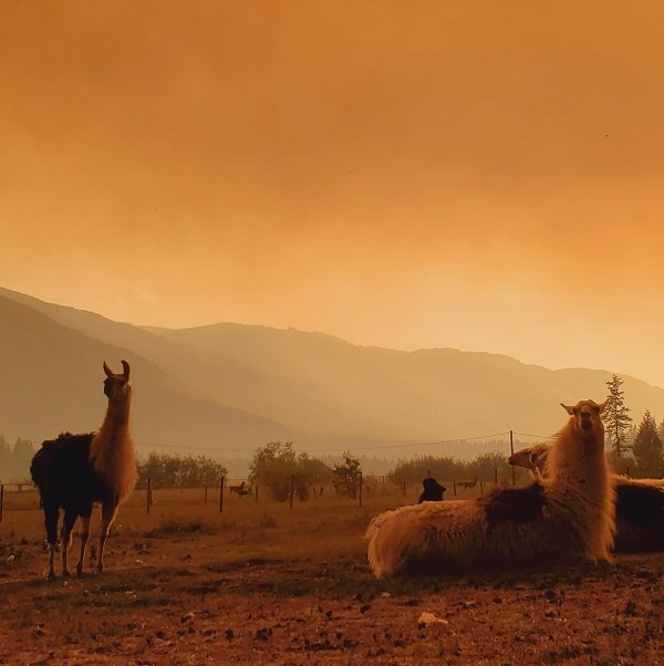 wildfire evacuations - The Llama Sanctuary assists with evacuating large animals forced to lerave their homes due to disaster
