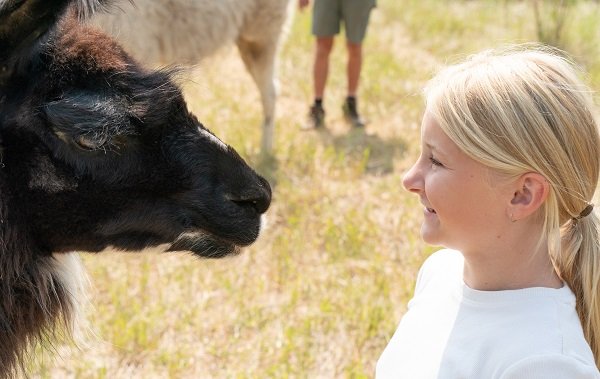 Duffy the llama saying hello to young girl at The Llama Sanctuary