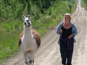 llama trekking, llama walking, halter