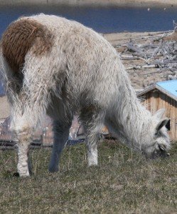 Fizz, young llama, llama rescue