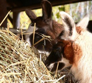 rescued baby llama, feeding from hay net, nag bag