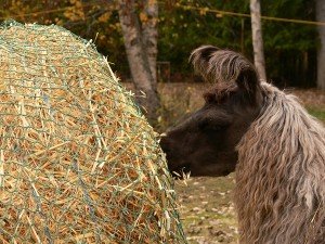 oat hay, llama eating hay, best hay for llamas