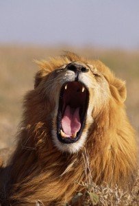 lion, how animals eat, carnivores and herbivores different eating methods, how to feed hay