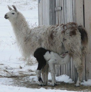 baby llama suckling, feeding baby llama