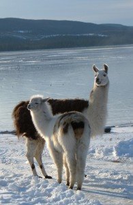 caring for llamas in winter