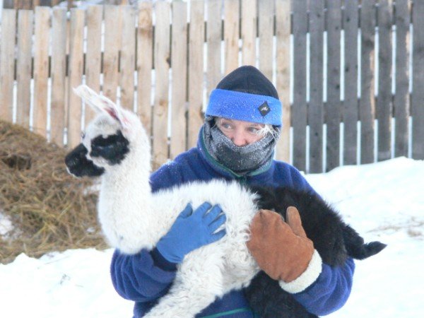 holding a llama, cold llama, llama born in winter