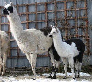 natural healing for llamas