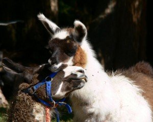 llama with baby, llama love