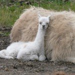 newborn llama