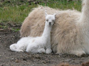 newborn llama