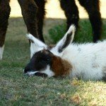 sleeping baby llama