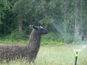 llama keeping cool, sprinkler