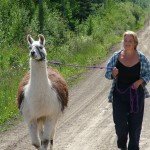 llama on halter, running with llamas