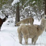 llamas in the snow