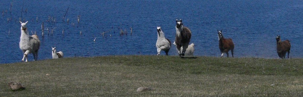 llamas playing, running llama