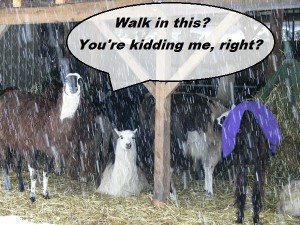 llama shelter, barn, snow storm