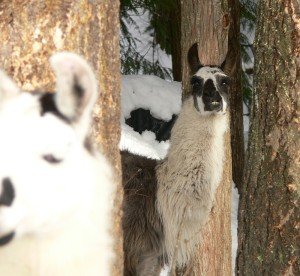 scary llama, fighting llama