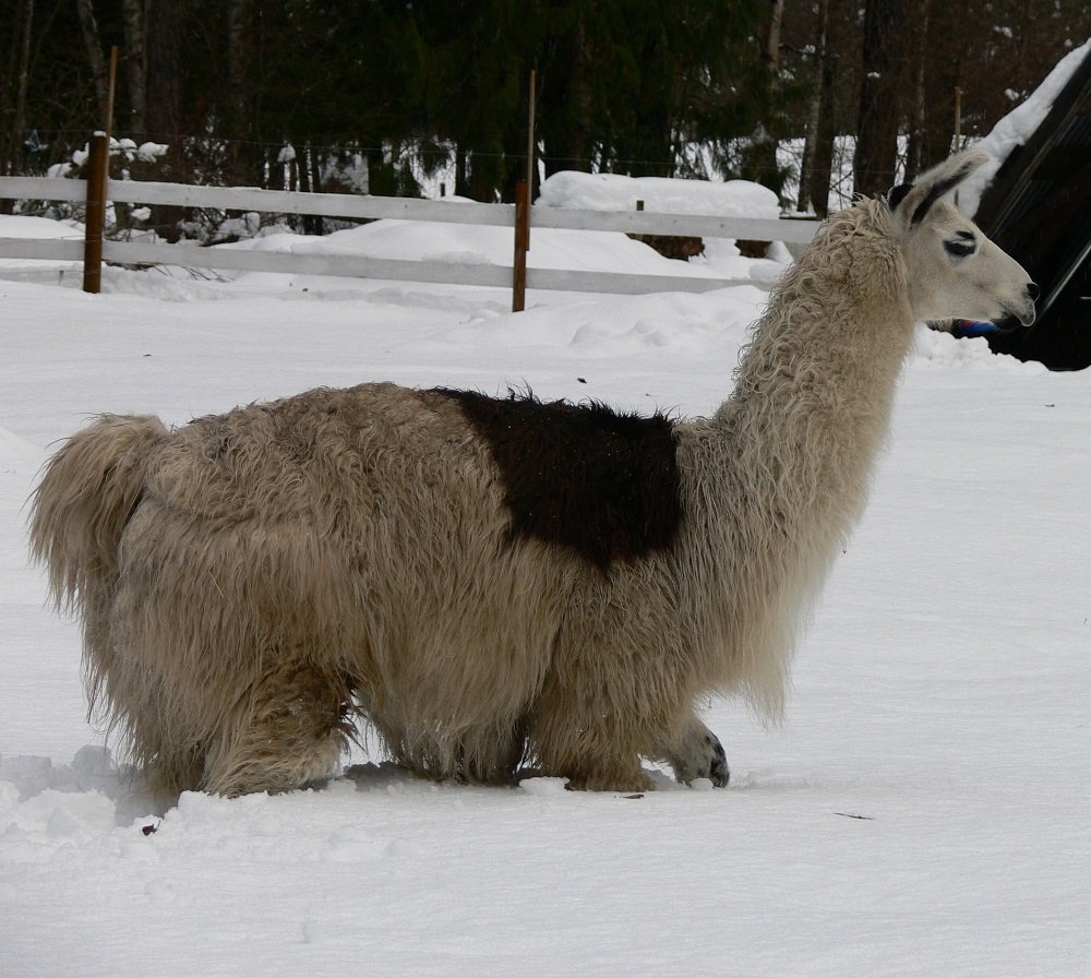 llama in deep snow