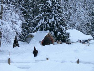 llama barn in deep snow
