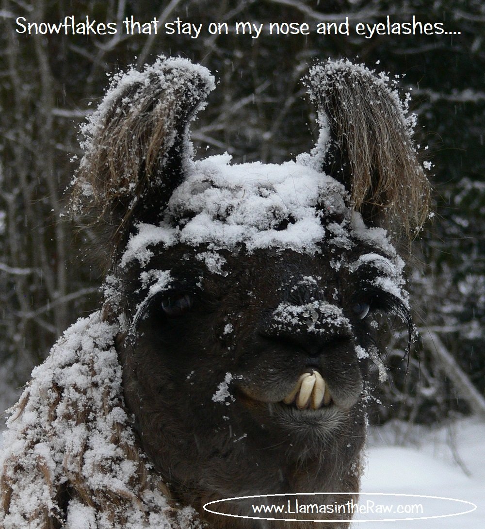 fiber llama, snowflakes that stay on my nose and eyelashes