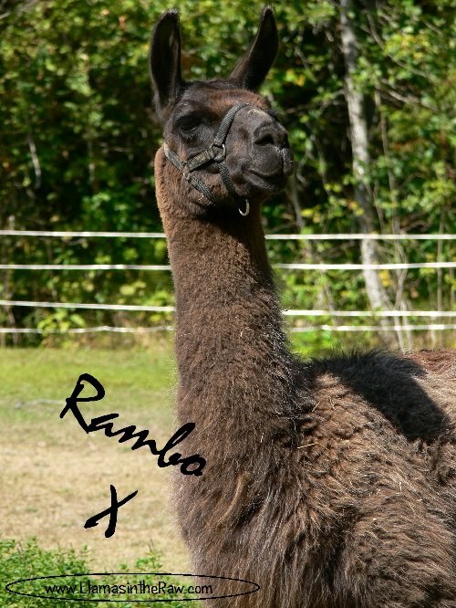 rambo bids farewell, death of a llama